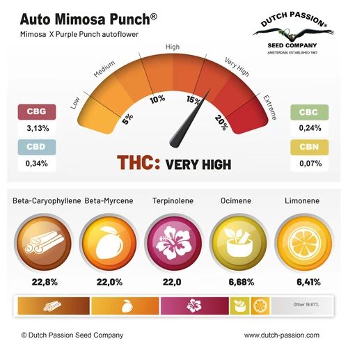 Auto Mimosa Punch®