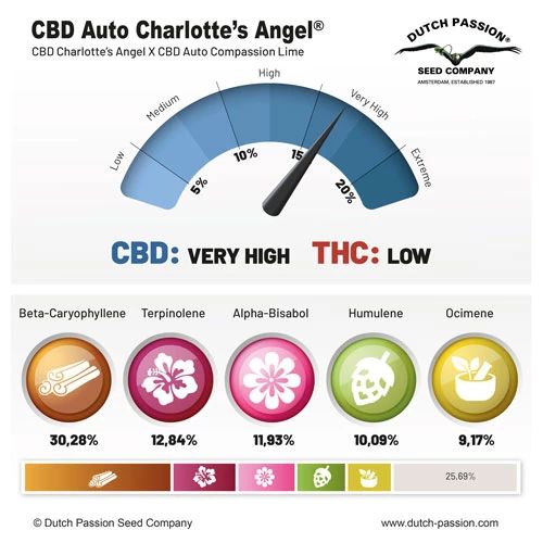 CBD Auto Charlotte's Angel®