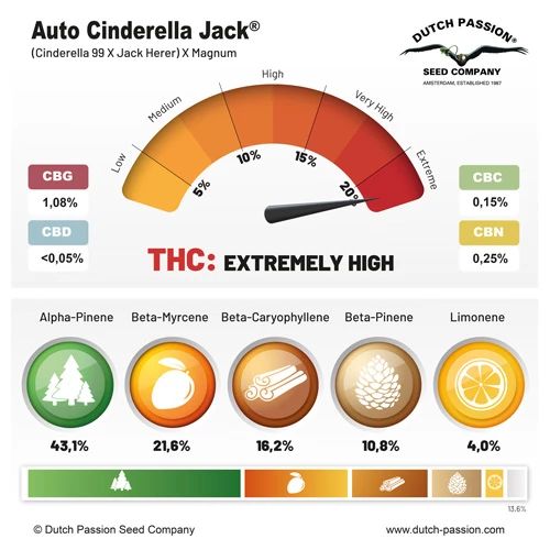 Auto Cinderella Jack®