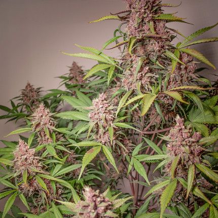 CBD Auto Blackberry Kush® image 4