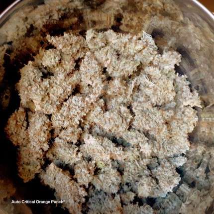 Auto Critical Orange Punch® image 2