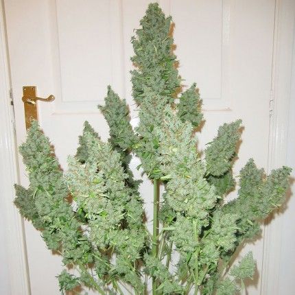 Auto Ultimate® image 5