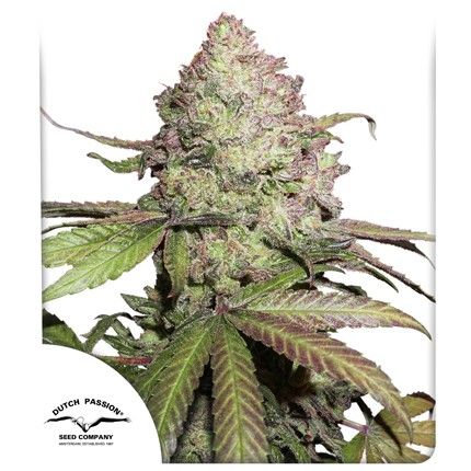 CBD Auto Charlotte's Angel®