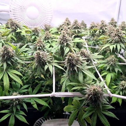 CBD Charlotte’s Angel® image 5