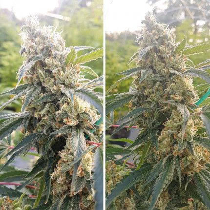 Critical Orange Punch® image 4