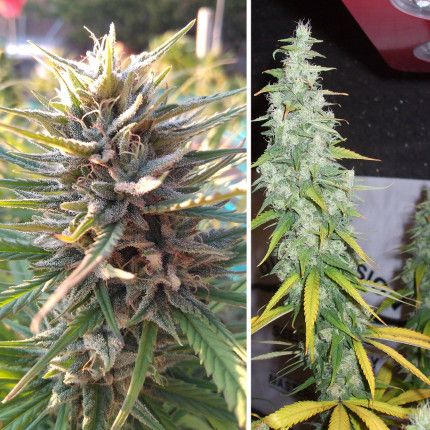 Siam's Smile® image 3