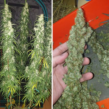 Siam's Smile® image 4