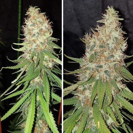 Siam's Smile® image 5