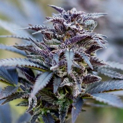 Durban Poison® image 5