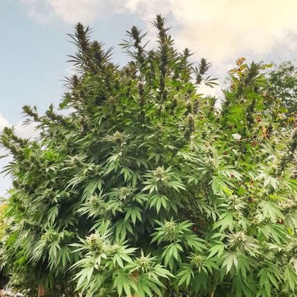 Frisian Dew® image 4