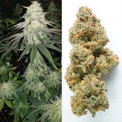 Mokum's Tulip® image 3