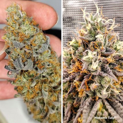 Mokum's Tulip® image 5