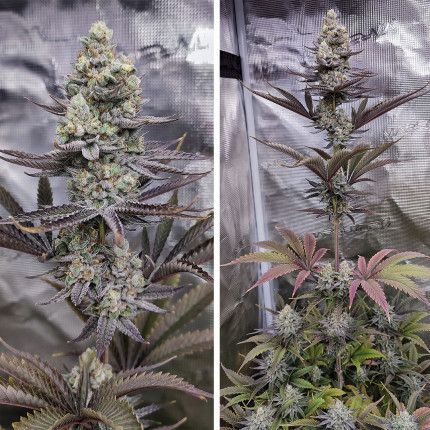 Sugar Bomb Punch® image 3