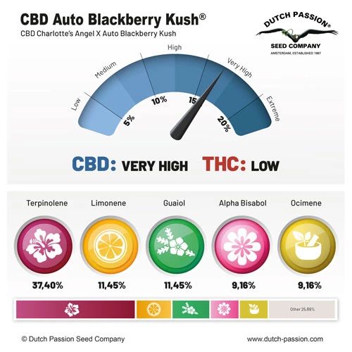 CBD Auto Blackberry Kush®