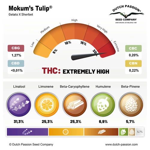 Mokum's Tulip®
